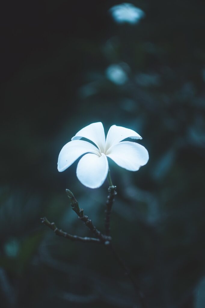white flower, tropical flower, blume, tropical, plumeria, exotic